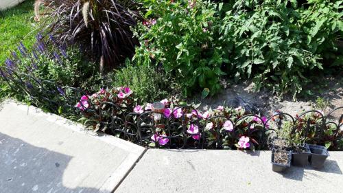 flowers-2017-31