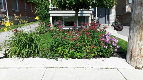 flowers-2017-36