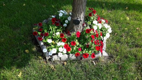 flowers-2017-39