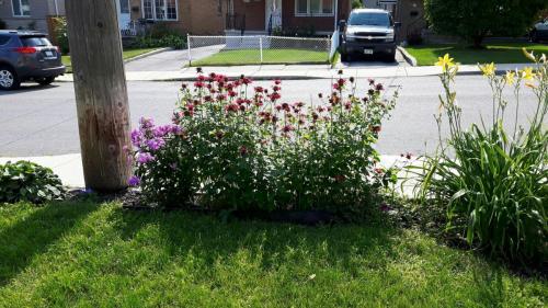 flowers-2017-40