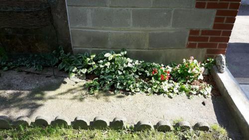 flowers-2017-43
